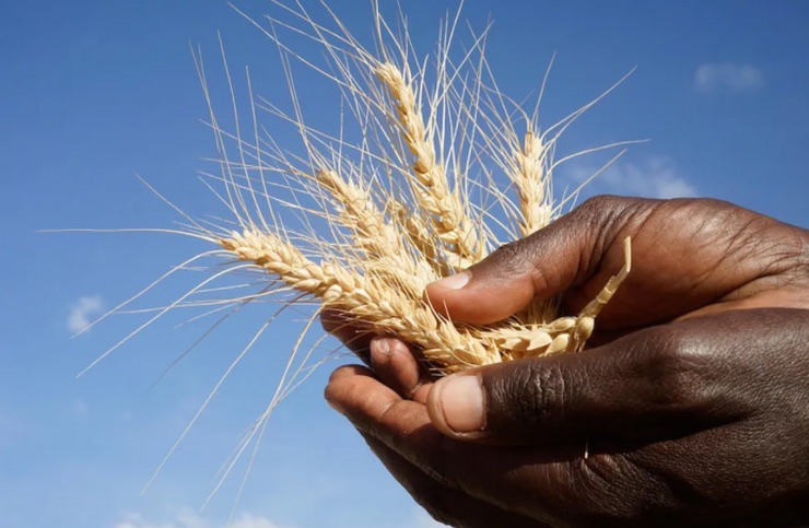 Treasury Declares Grain Import Levy Statutory Instrument “Legally Invalid”